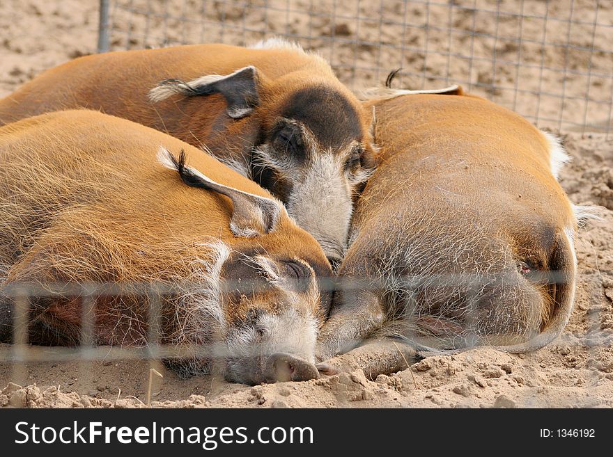 The peace family of wild boars sleeps in a zoo