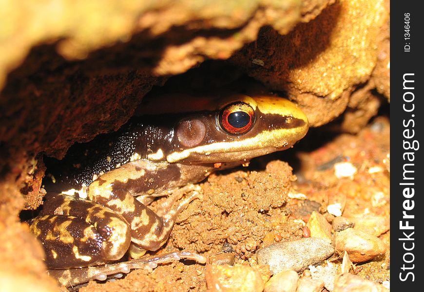 Brown didden frog looking outside his heart lair. Brown didden frog looking outside his heart lair