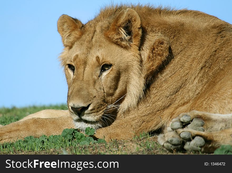 Female lion lying on the ground. Female lion lying on the ground