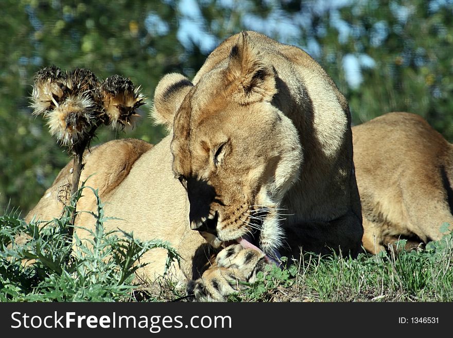 Female lion licking her paw and thistle. Female lion licking her paw and thistle