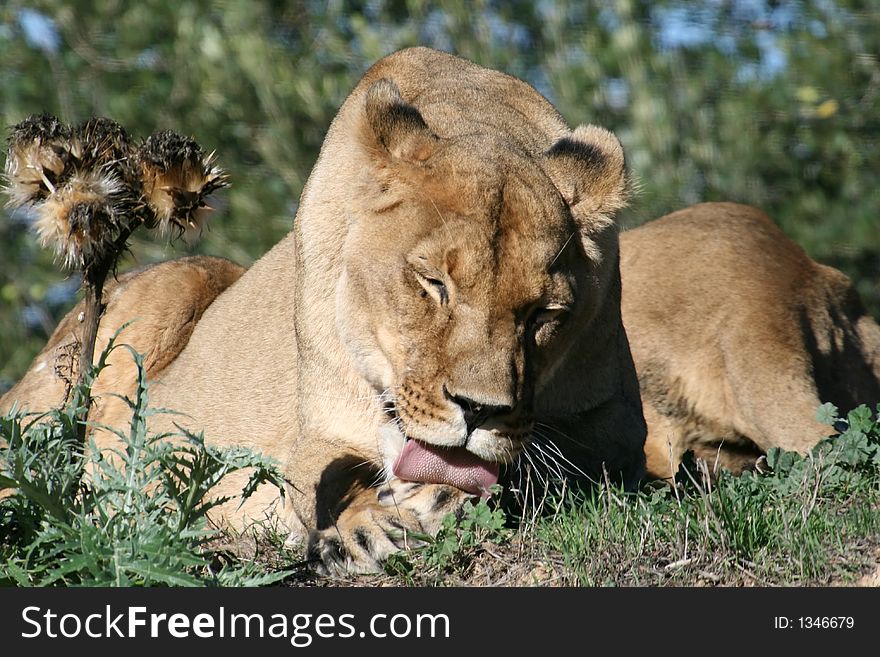Female lion licking her paw. Female lion licking her paw