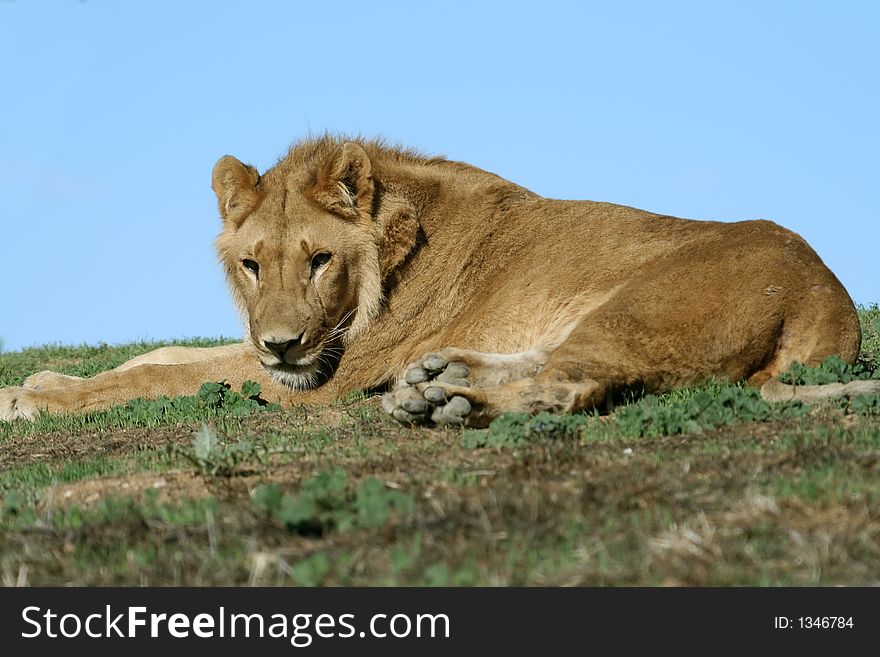 Lying female lion looking straight ahead. Lying female lion looking straight ahead