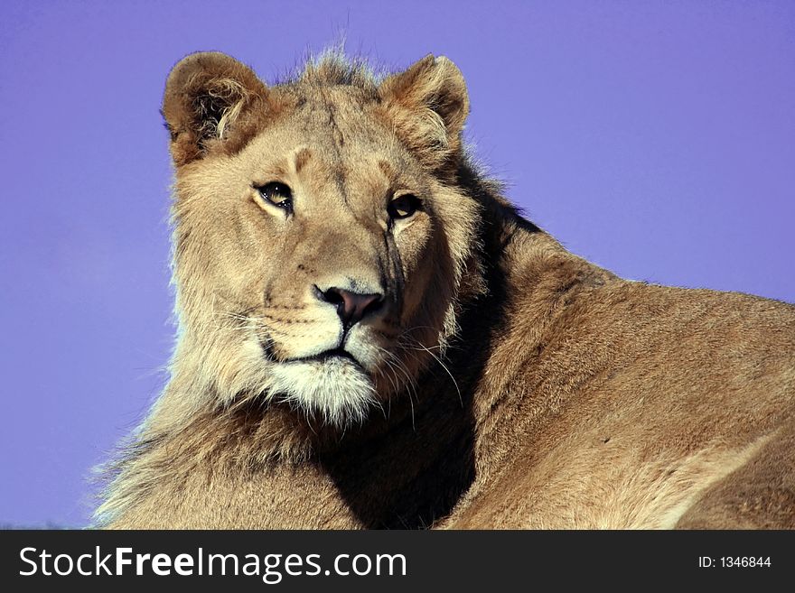 Lion head standing on blue sky. Lion head standing on blue sky