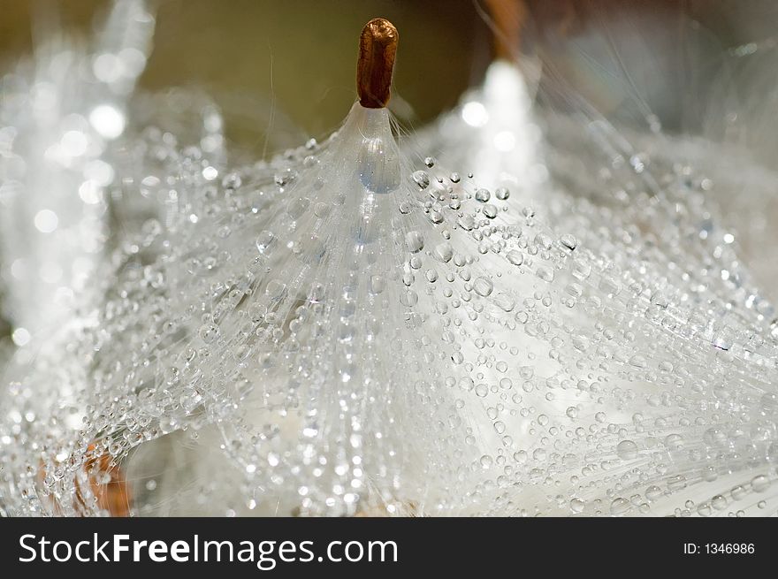 Dew beading on the seeds of a milkweed plant. Dew beading on the seeds of a milkweed plant.