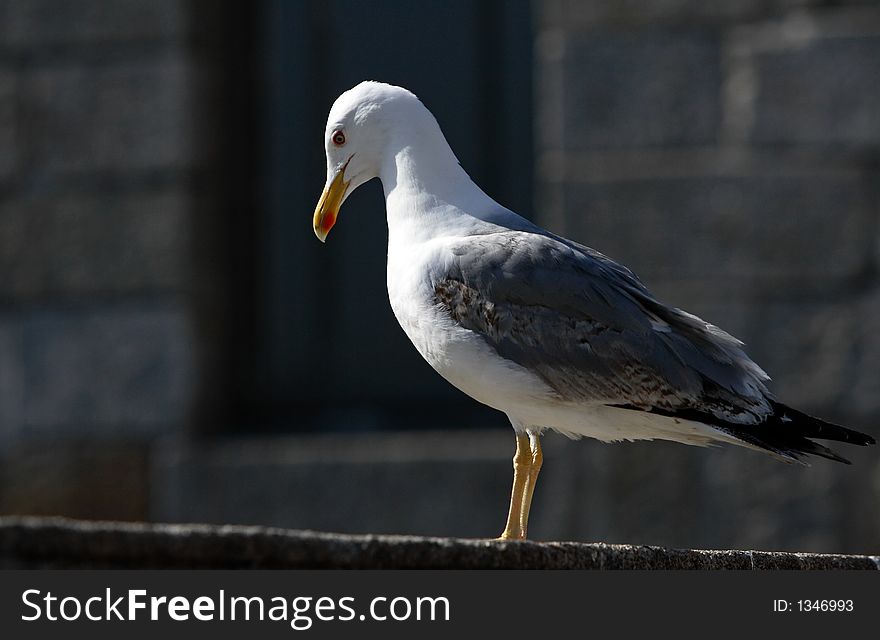 Seagull sitting on the wall