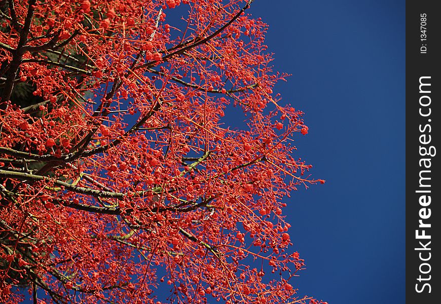 Red tree in blue, castelldefells