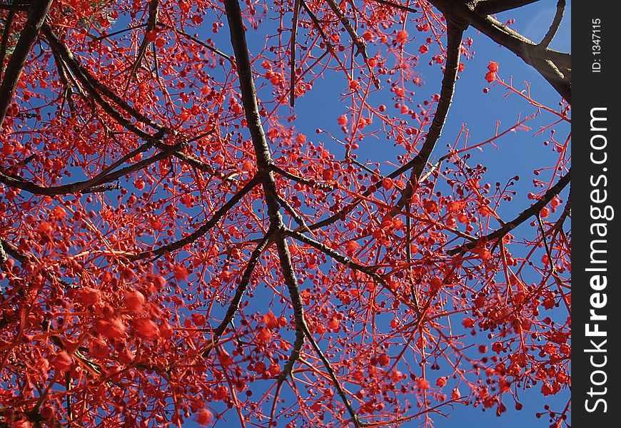 Red tree in blue, castelldefells