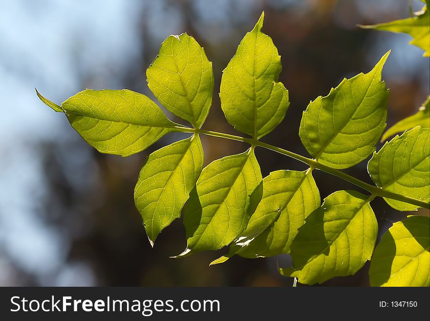 Leafs on a branch in contra light