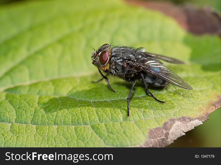 Close up of a fly on a green leaf