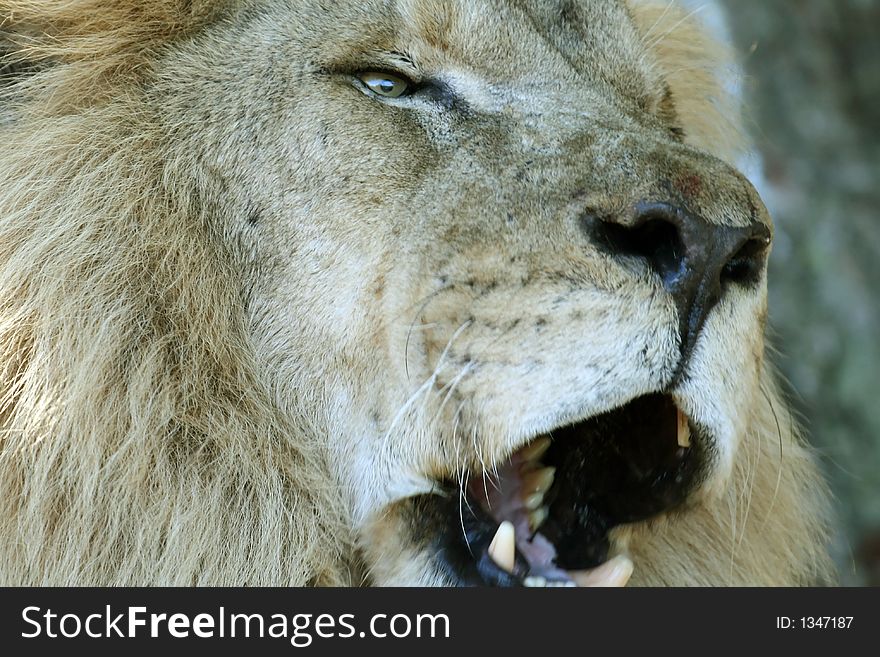 Lion yawning with mouth half open