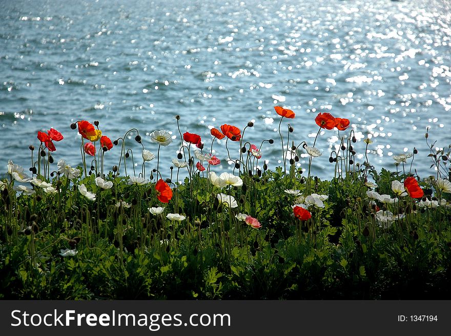 Poppies and the lake of lugano in a sunny day with synglare in the water. Poppies and the lake of lugano in a sunny day with synglare in the water