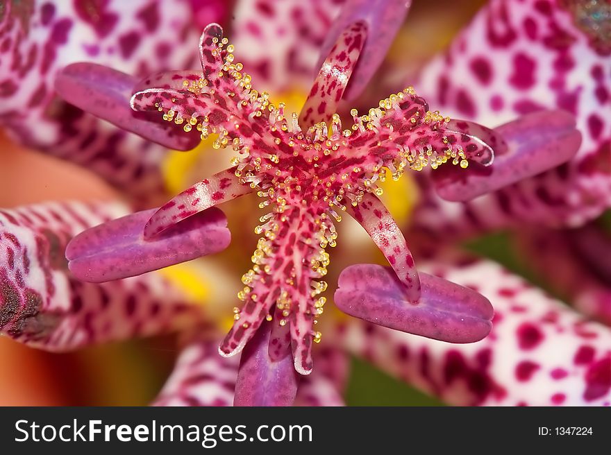 Tricyrtis hirta flower with interesting pollen bags