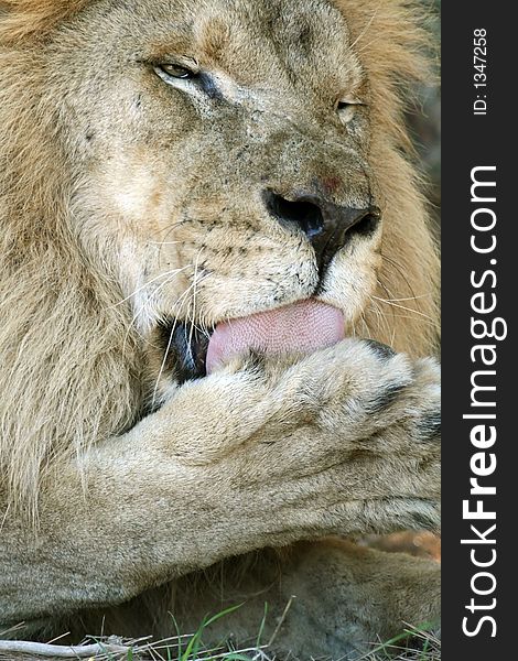 Male lion licking his paw. Male lion licking his paw