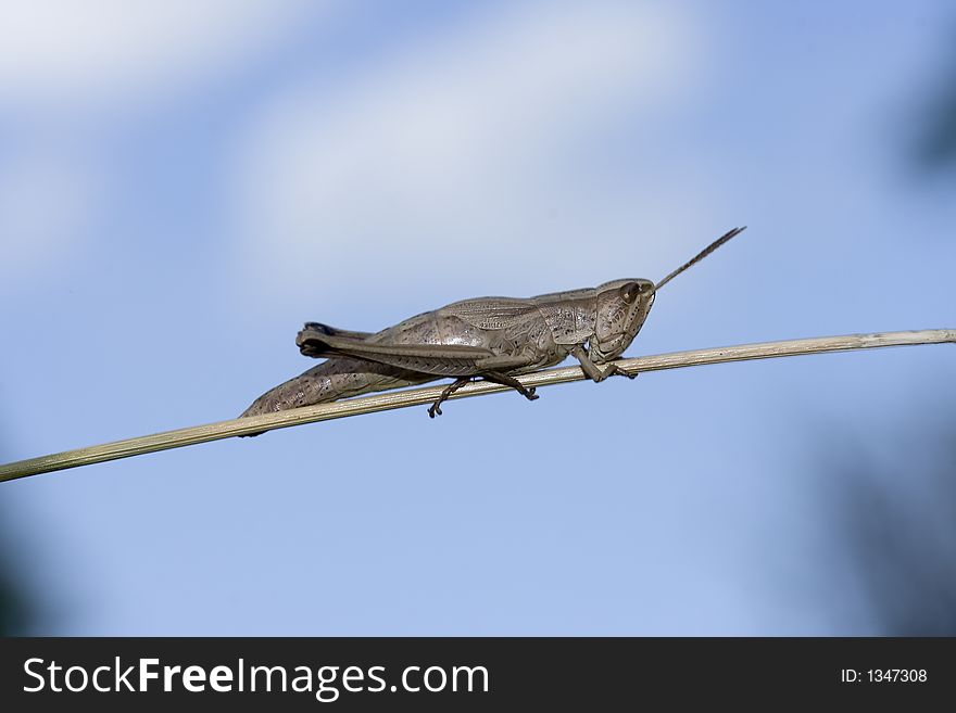 Small grasshopper on a stick againts the sky. Small grasshopper on a stick againts the sky