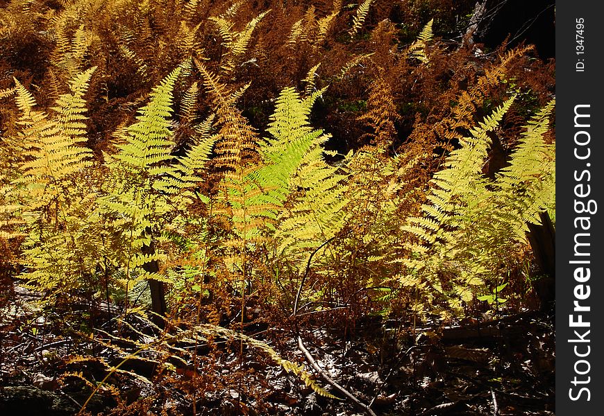 Yellow and brown ferns on fall are illluminated by sun. Yellow and brown ferns on fall are illluminated by sun
