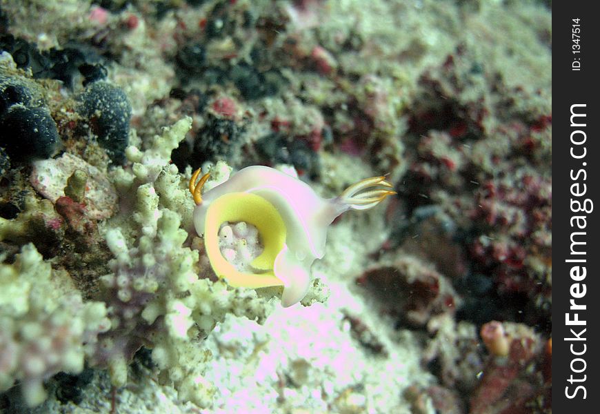 A nudibranch protecting its egg. A nudibranch protecting its egg