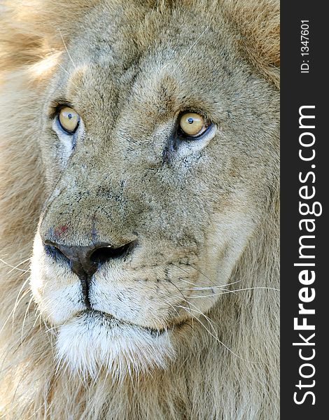 Surprised male lion with eyes wide open. Surprised male lion with eyes wide open