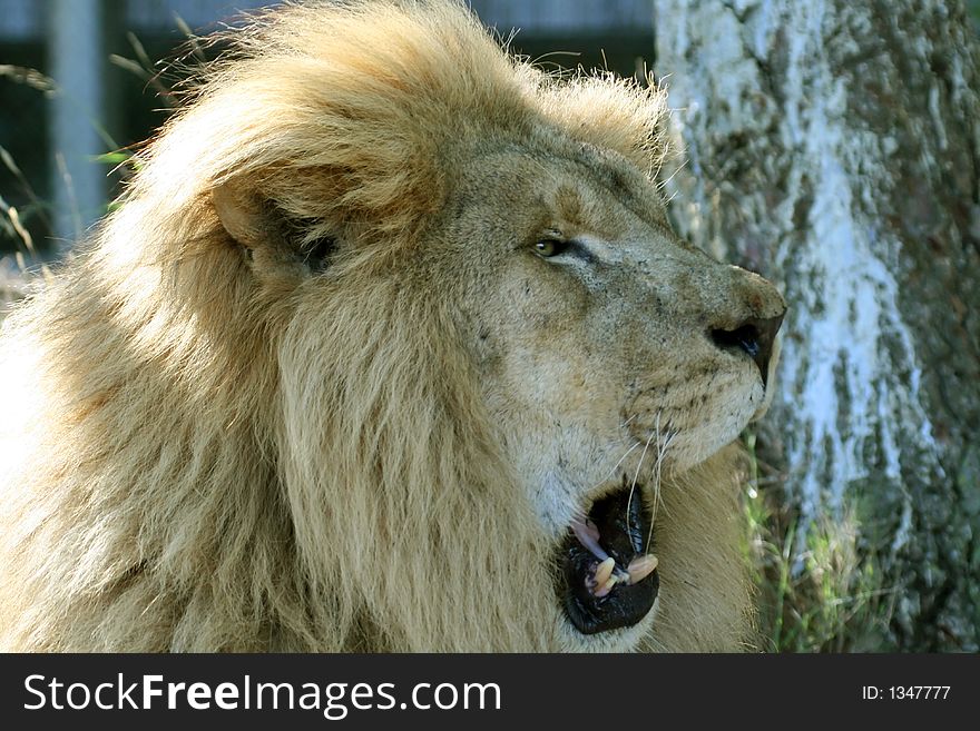 Big male lion yawning with mouth wide open