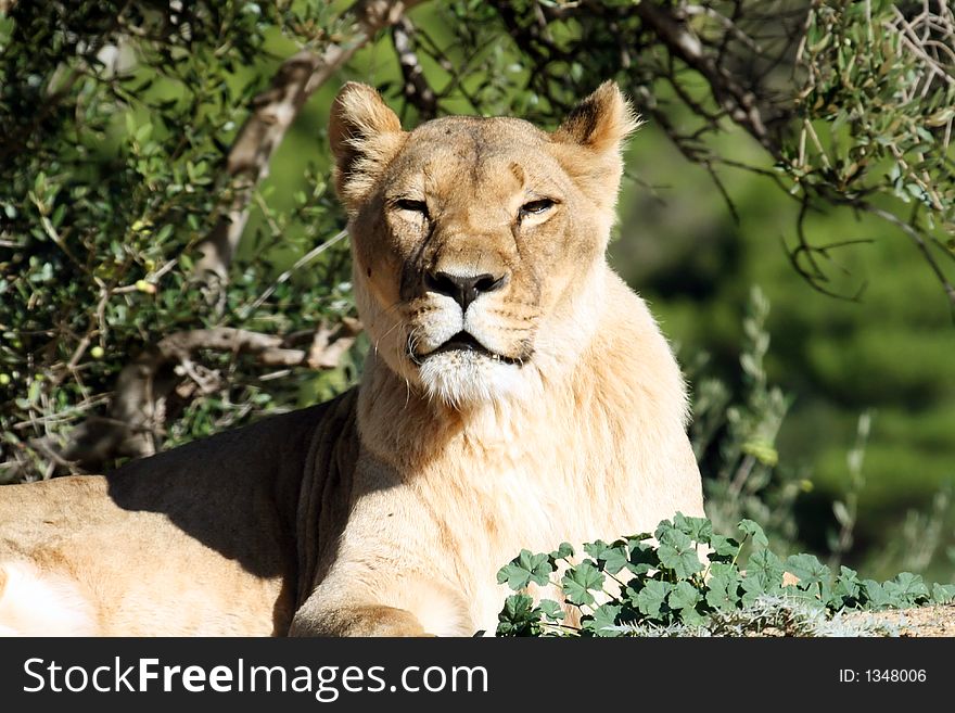 Closed eyes big female lion. Closed eyes big female lion