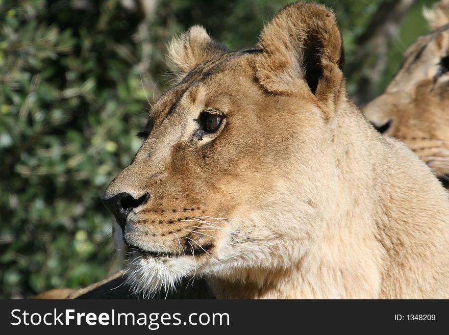 Curiousfemale lion head close up. Curiousfemale lion head close up