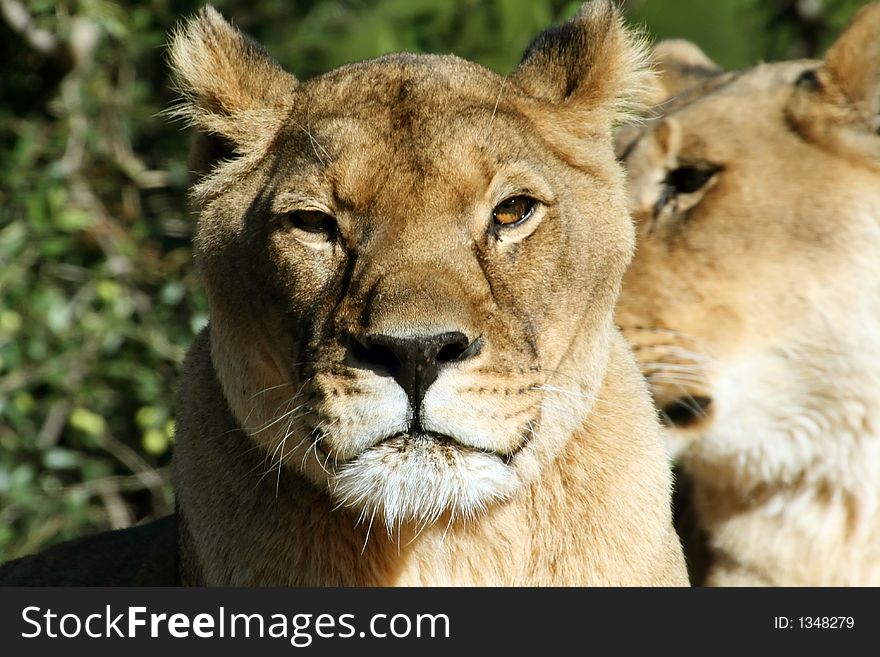 Angry female lion, with bad look