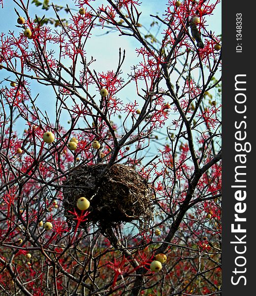 Contrasting Bird Nest with red stems and white berries. Contrasting Bird Nest with red stems and white berries.