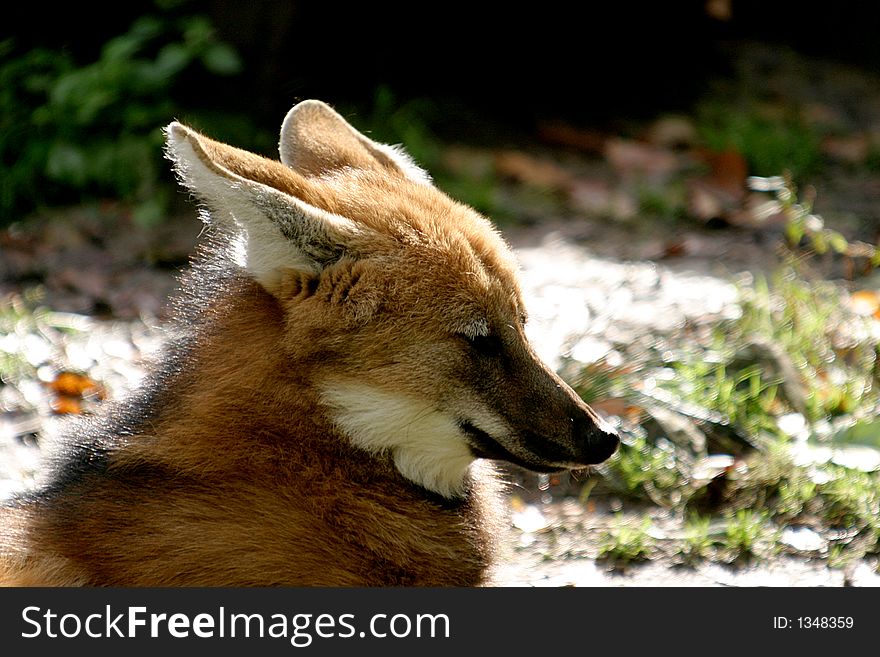 Maned wolves (Chrysocyon brachyurus) range in South America, mostly in Brazil. They tend to prefer open country, from grassy plains to the scrubby edges of forests, and even swamplands. Maned wolves (Chrysocyon brachyurus) range in South America, mostly in Brazil. They tend to prefer open country, from grassy plains to the scrubby edges of forests, and even swamplands.