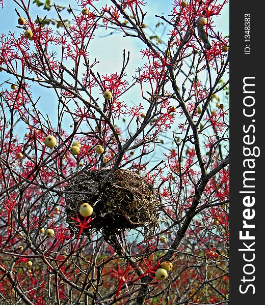 Nest and Berries