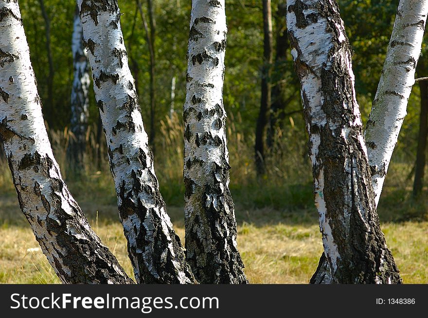Group of birch tree stems. Group of birch tree stems