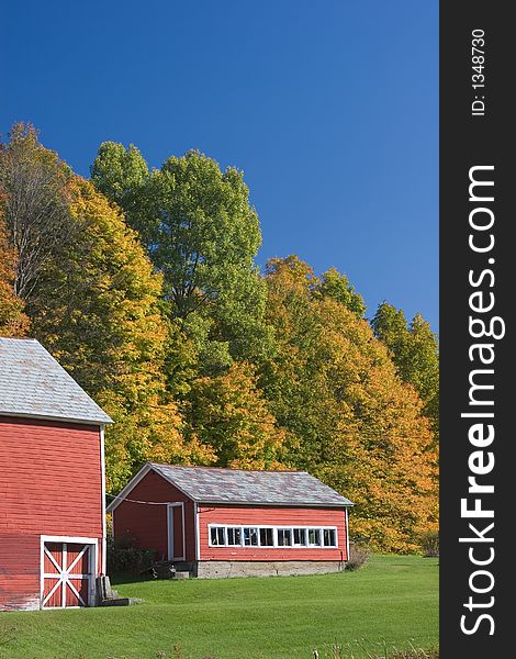 Red Barns Against Fall Foliage. Red Barns Against Fall Foliage