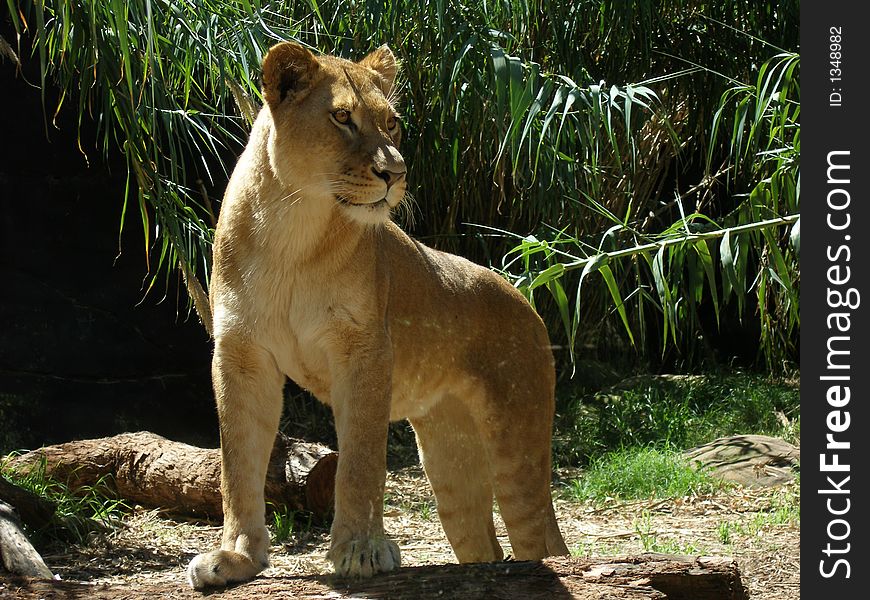 A Lioness keeps watch over her family. A Lioness keeps watch over her family.