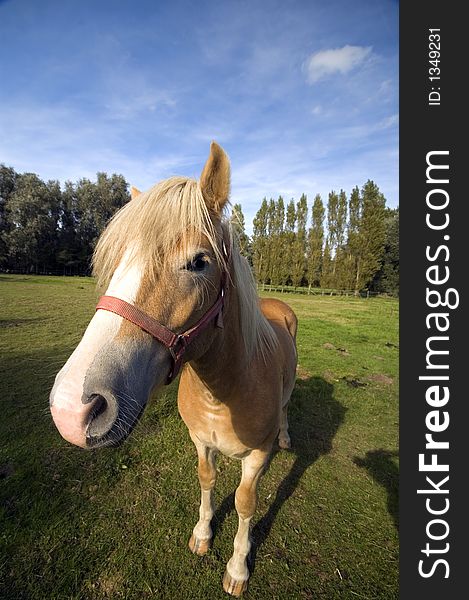 Brown horse on green field with blue sky