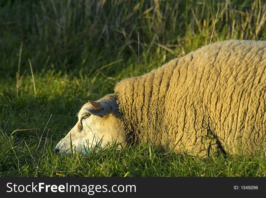 Sheep relaxing in the grass during sunset. Sheep relaxing in the grass during sunset