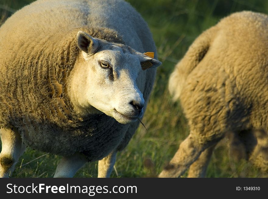 Close up of a sheep