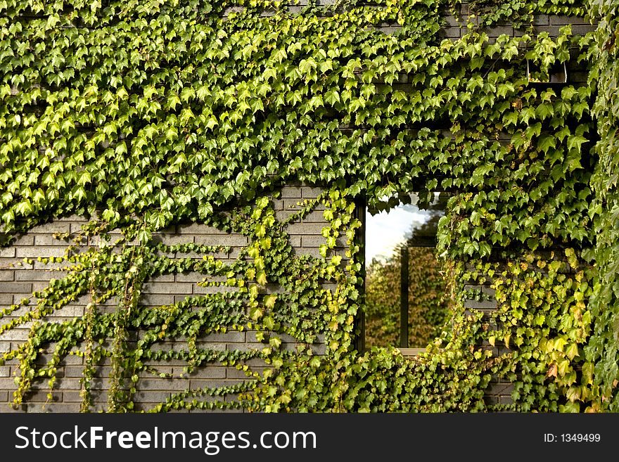 A single window surrounded by Ivy leaves. A single window surrounded by Ivy leaves