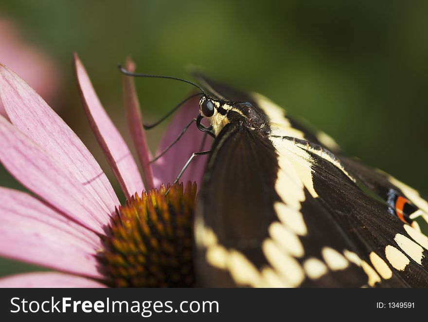 Giant Swallowtail Butterfly (Papilo cresphontes) on Pink Conflower