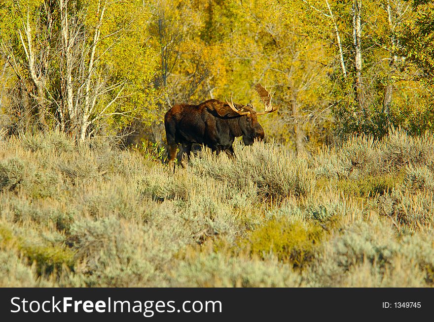 Bull Moose In A Field With Autumn Colors