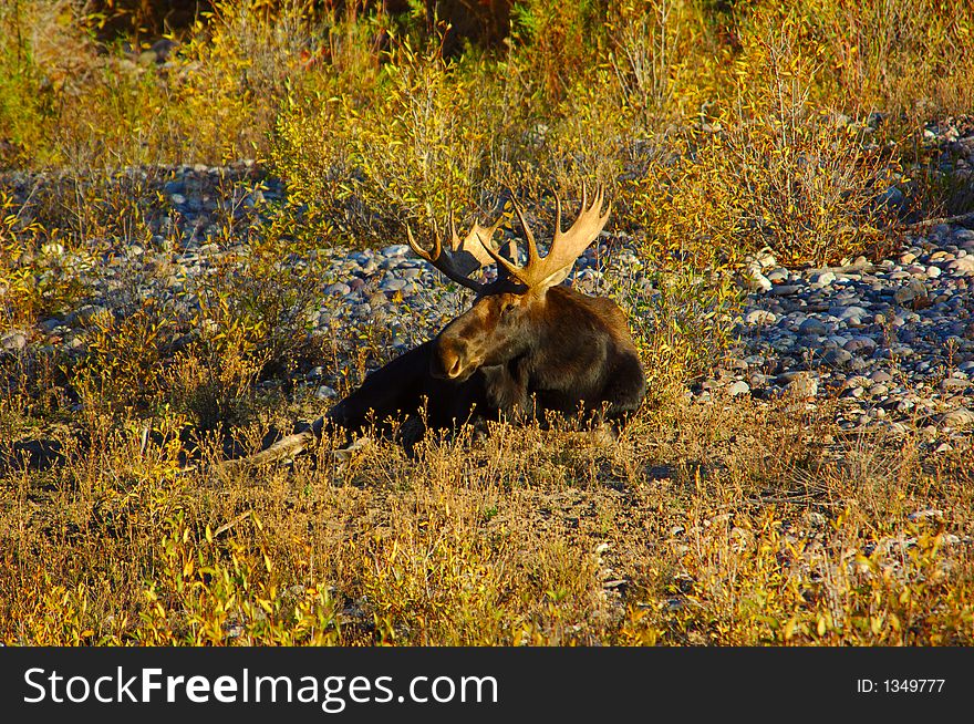 Bull Moose lying down in a dry river bed. Bull Moose lying down in a dry river bed