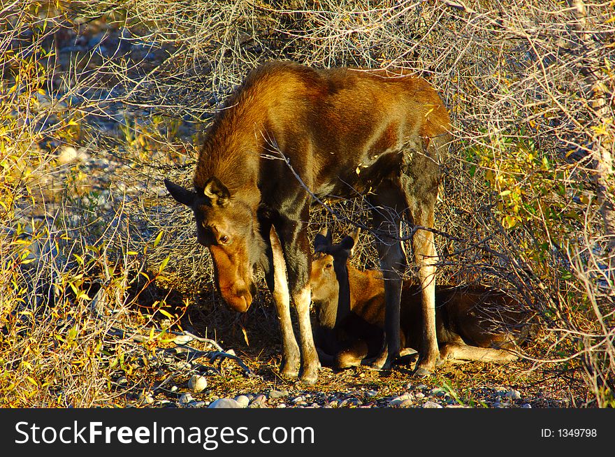 Female Moose protecting her baby. Female Moose protecting her baby