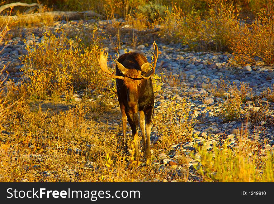 Bull Moose strolling in a dry river bed. Bull Moose strolling in a dry river bed