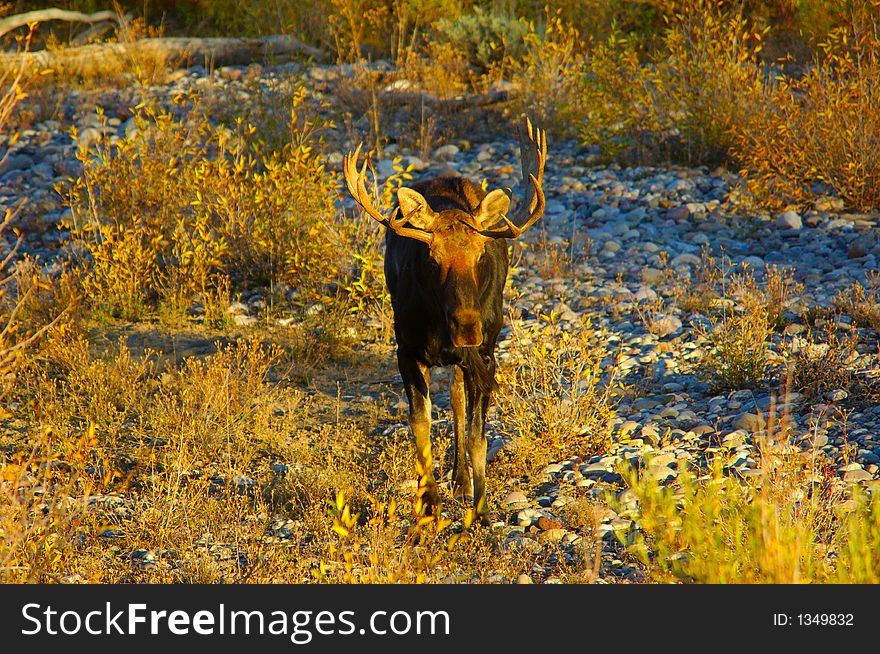 Bull Moose standing in a dry river bec. Bull Moose standing in a dry river bec