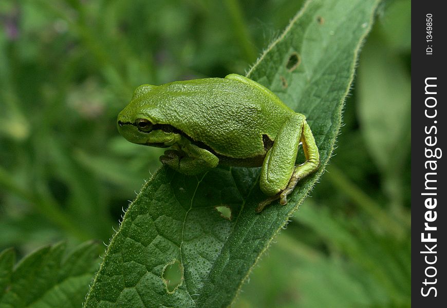 Tree frog on leaf