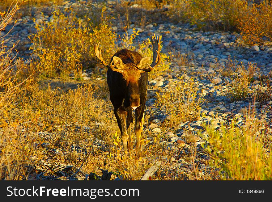 Bull Moose strolling in a dry river bed. Bull Moose strolling in a dry river bed