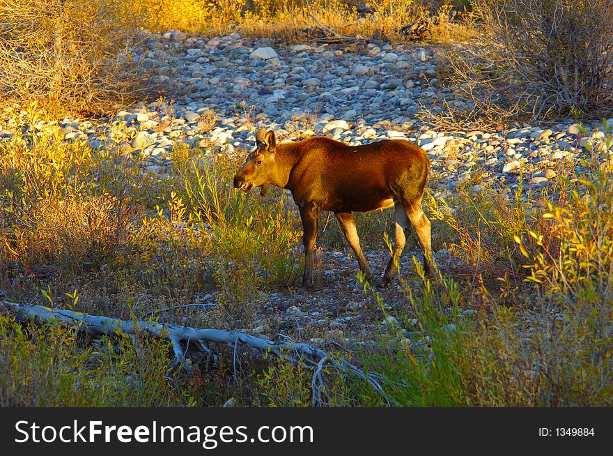 Baby Moose In A Dry River Bed