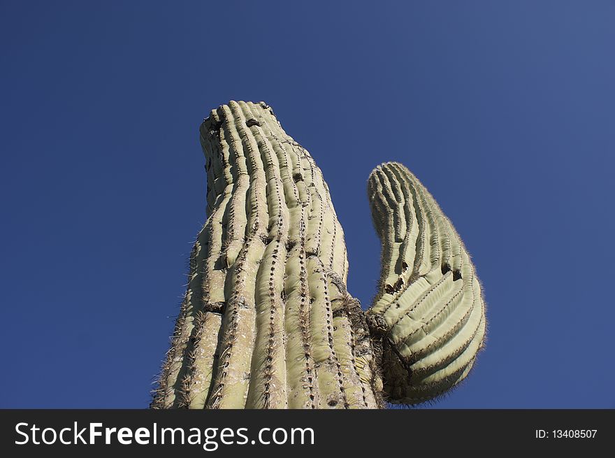 Cactus in the desert sun of Arizona