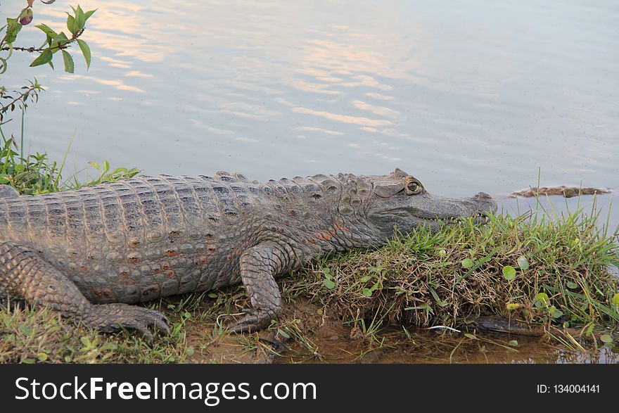 Crocodilia, Alligator, Crocodile, American Alligator