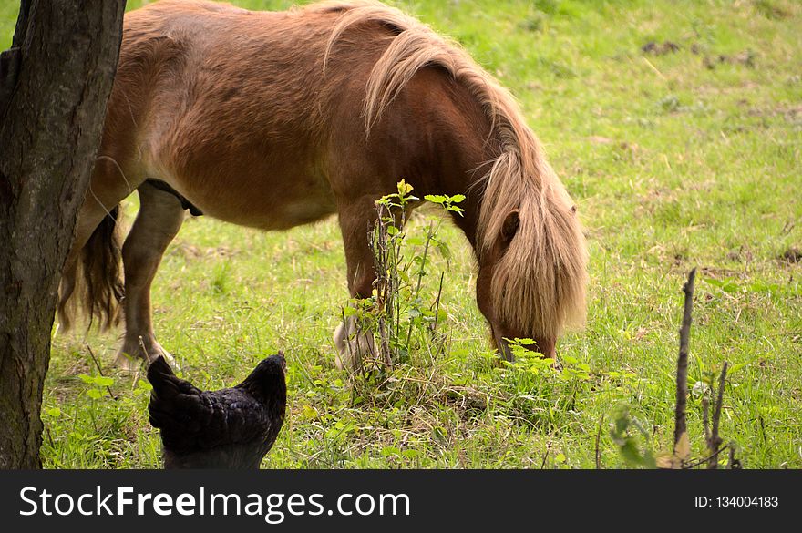 Fauna, Horse, Pasture, Grazing