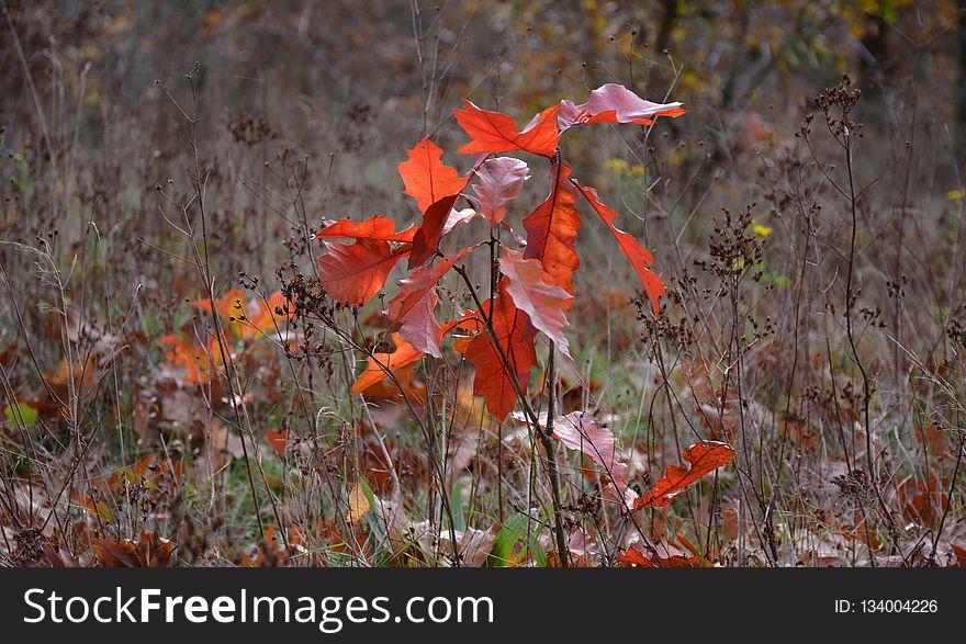 Leaf, Autumn, Flora, Vegetation