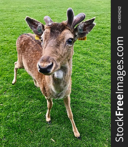 Deer, Fauna, Wildlife, Grass