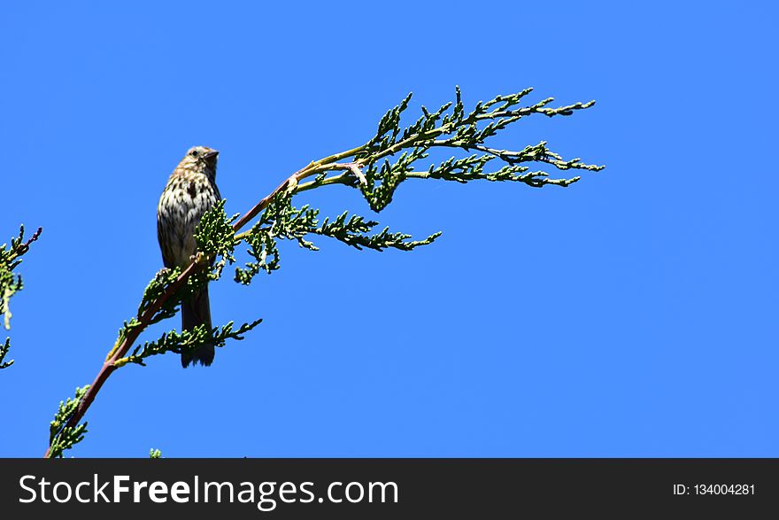 Bird, Branch, Fauna, Sky